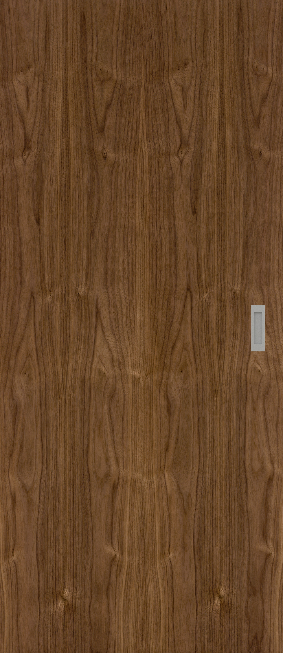 Amerikanisch Nussbaum