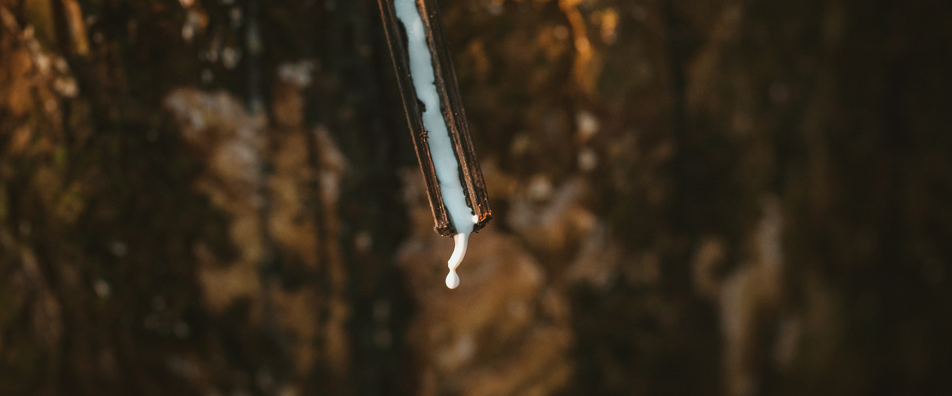 Already one third of the Schwalbe range is made with fairly traded natural rubber