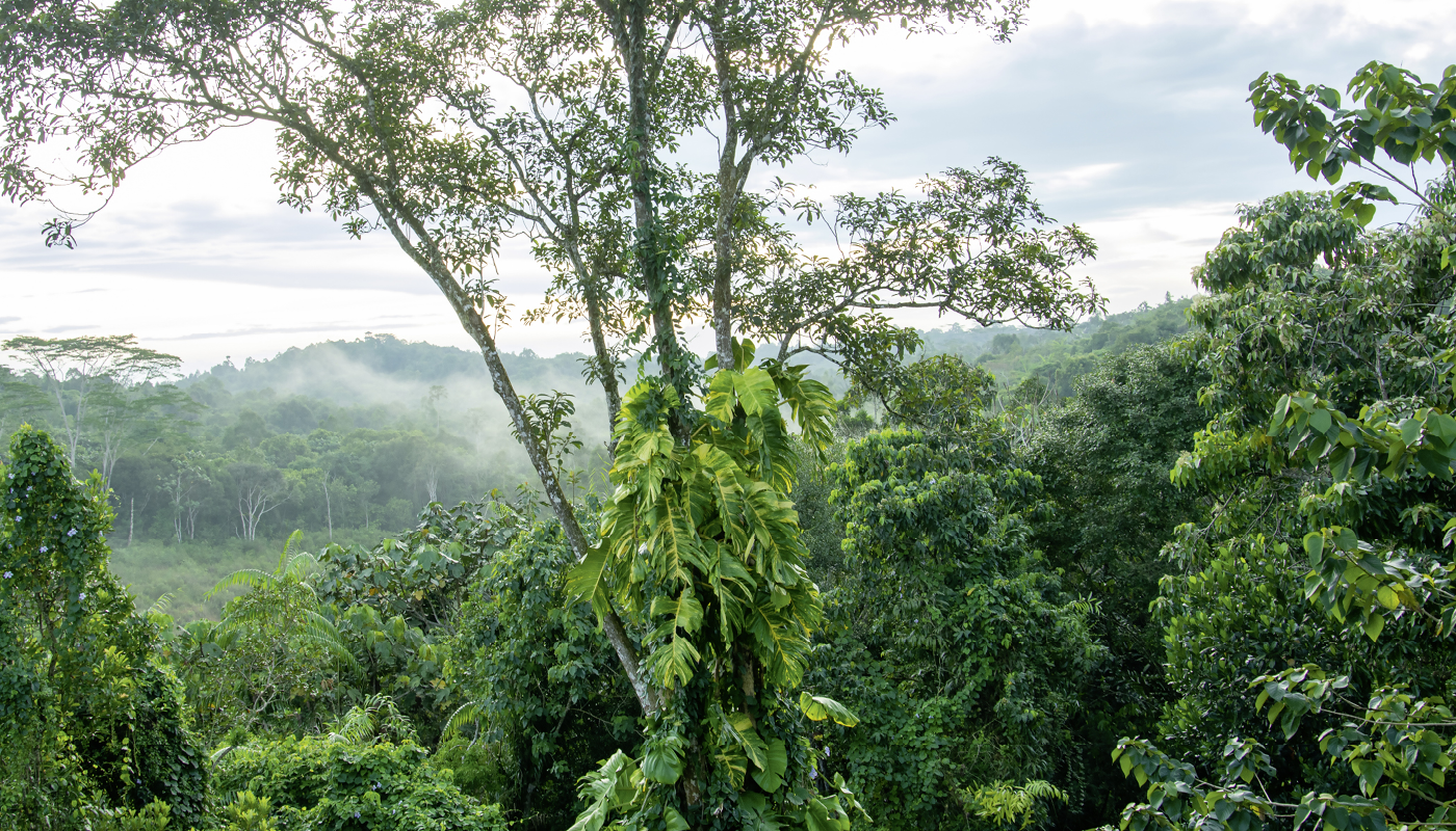 Dschungel, Land, Draußen, Regenwald, Vegetation