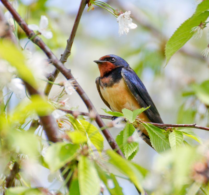 Tier, Vogel, Fink, Jay