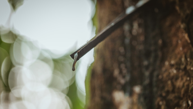 Pflanze, Baum, Baumstamm, Blatt