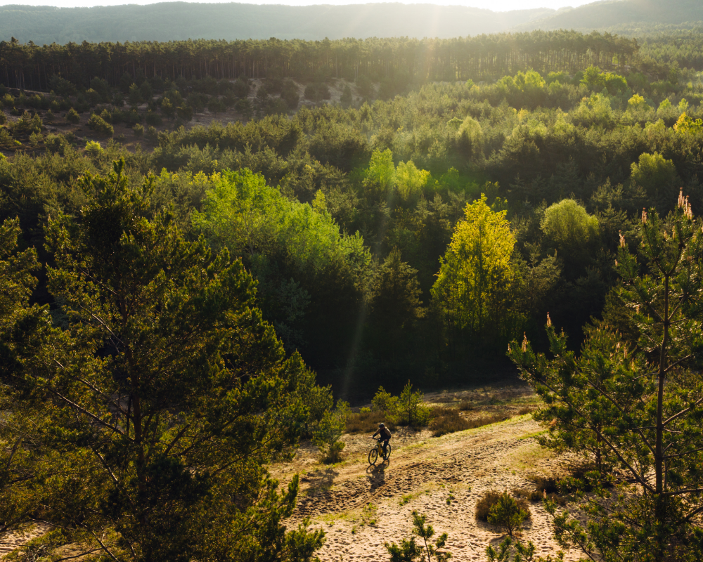 Wald, Bergpfad, Mountainbike, Naturpfad, Sonnenlicht