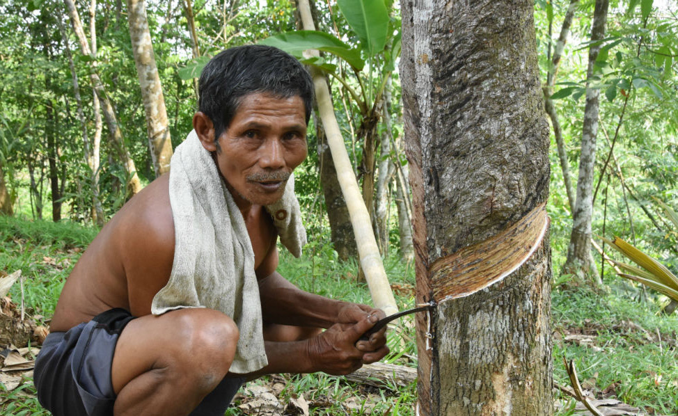The cargo tire Schwalbe Pick-Up and e-bike specialist Marathon E-Plus are the first bike tires made of fair trade rubber. For this purpose, Schwalbe joined the Fair Rubber Association – an organisation supporting the primary producers of rubber at the beginning of the supply chain. Even though 70 percent of natural rubber traded worldwide is used by the tire industry, Schwalbe is the first and only tire manufacturer to join Fair Rubber so far.