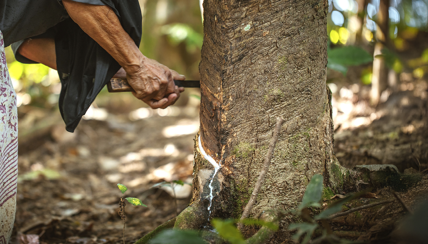 Baum, Baumstamm, Finger, Hand, Person