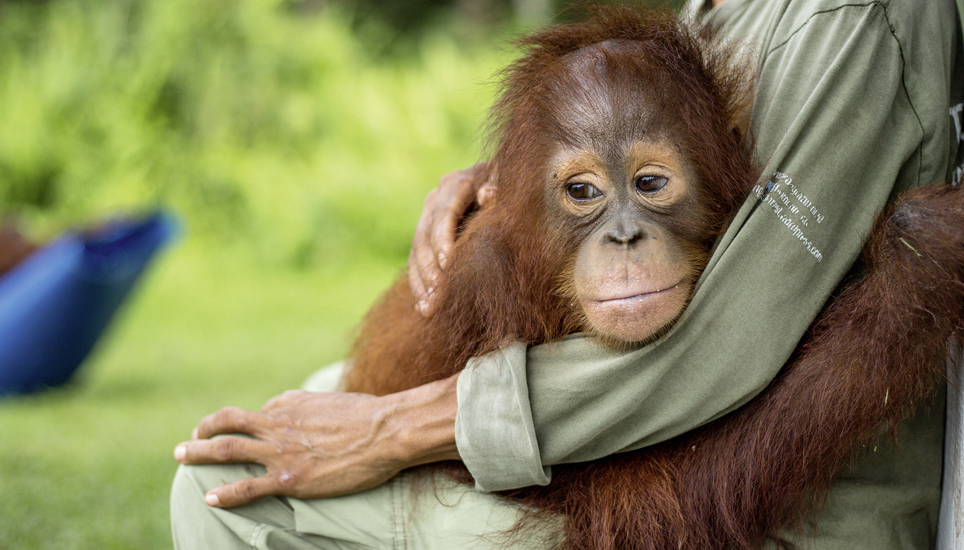 Tier, Tierwelt, Säugetier, Affe, Orang-Utan