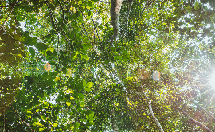 Dschungel, Vegetation, Regenwald, Baum, Sonnenlicht